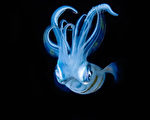 索尼世界摄影大奖  陈翰旭夺台湾首奖