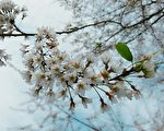 白色樱花不常见，在拉拉山上有近百株雾社樱已在开花啦。（桃园观旅局／提供）