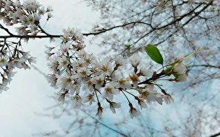 白色櫻花罕見 中巴陵櫻花大開