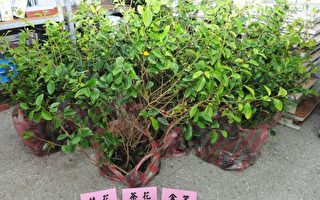植树护林 守护台湾