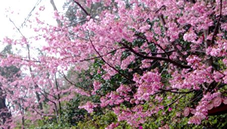 櫻花品種以粉紅色系昭和櫻為主，總長約300公尺步道兩旁種植了櫻花。（桃園風管處／提供）