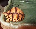 台北海关查获藏匿于球鞋中的安哥洛卡象龟。（林务局／提供）