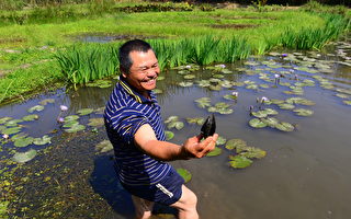 埤塘遊仙吳聲昱 運用植物淨化溪流生態