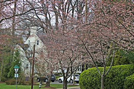  华府近郊、马里兰州北塞斯达Kenwood住宅区的樱花。（何伊/大纪元） 