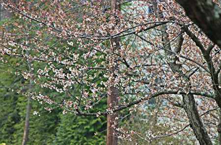  華府近郊、馬里蘭州北塞斯達Kenwood住宅區的櫻花。（何伊/大紀元） 