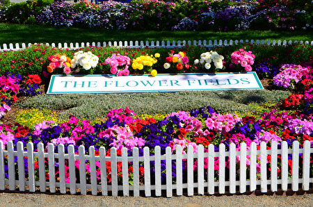 聞名遐邇的卡爾斯堡花田Carlsbad Flower Fields每年的3到5月就會變成一片花海，圖為花田的標誌。（李旭生／大紀元）