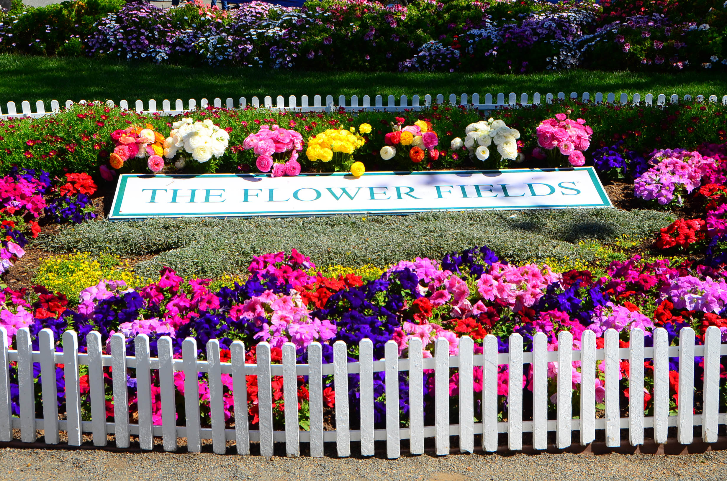 闻名遐迩的卡尔斯堡花田Carlsbad Flower Fields每年的3到5月就会变成一片花海,图为花田的标志。(李旭生/大纪元)
