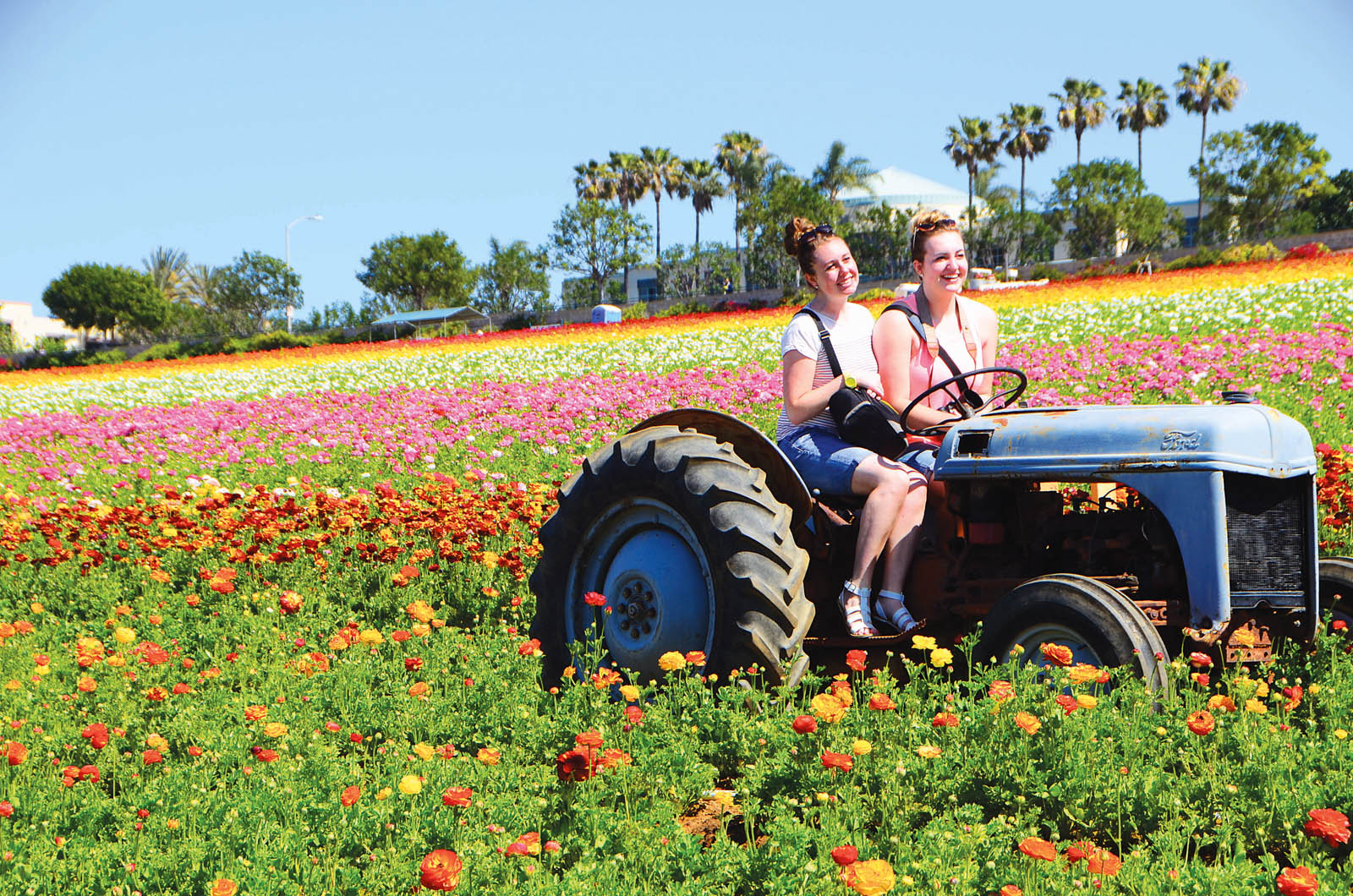 <a href="http://wl.seetickets.us/event/The-Flowerfields-2017-Season/338920?afflky=TheFlowerFields"> </a>卡尔斯堡花田Carlsbad Flower Fields里有多种体验活动。(李旭生/大纪元)