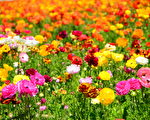 春天游花海－卡尔斯堡花田Carlsbad Flower Fields