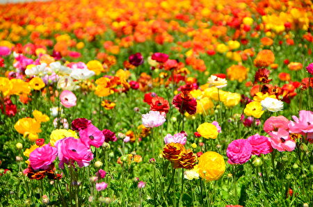 春天游花海 卡尔斯堡花田carlsbad Flower Fields 圣地亚哥 旅游 Carlsbad 大纪元