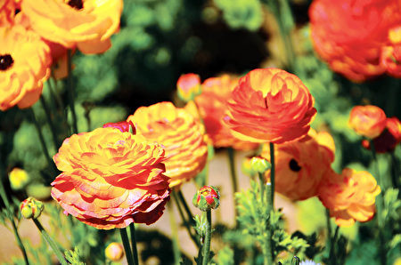 聞名遐邇的卡爾斯堡花田Carlsbad Flower Fields每年的3到5月就會變成一片花海