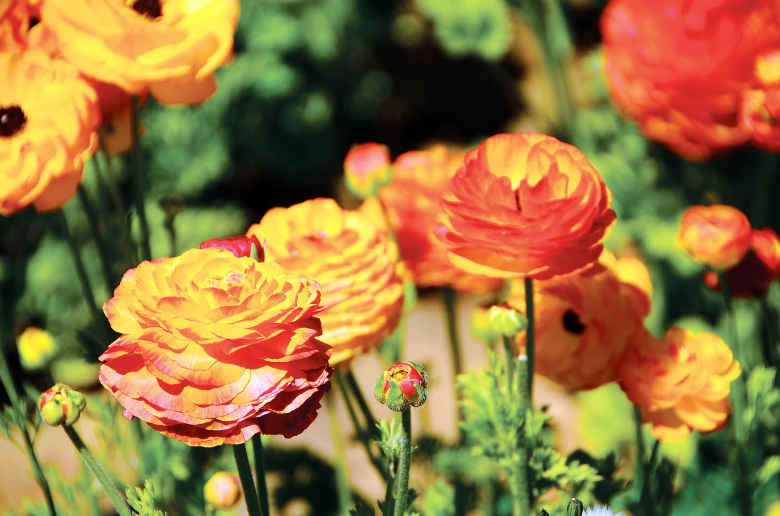 <a href="http://wl.seetickets.us/event/The-Flowerfields-2017-Season/338920?afflky=TheFlowerFields"> </a>闻名遐迩的卡尔斯堡花田Carlsbad Flower Fields种植的主要毛茛属各色鲜花,每年的3到5月就会变成一片花海。(李旭生/大纪元)