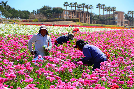 聞名遐邇的卡爾斯堡花田Carlsbad Flower Fields每年的3到5月就會變成一片花海，圖為花田工人在採摘鮮花。