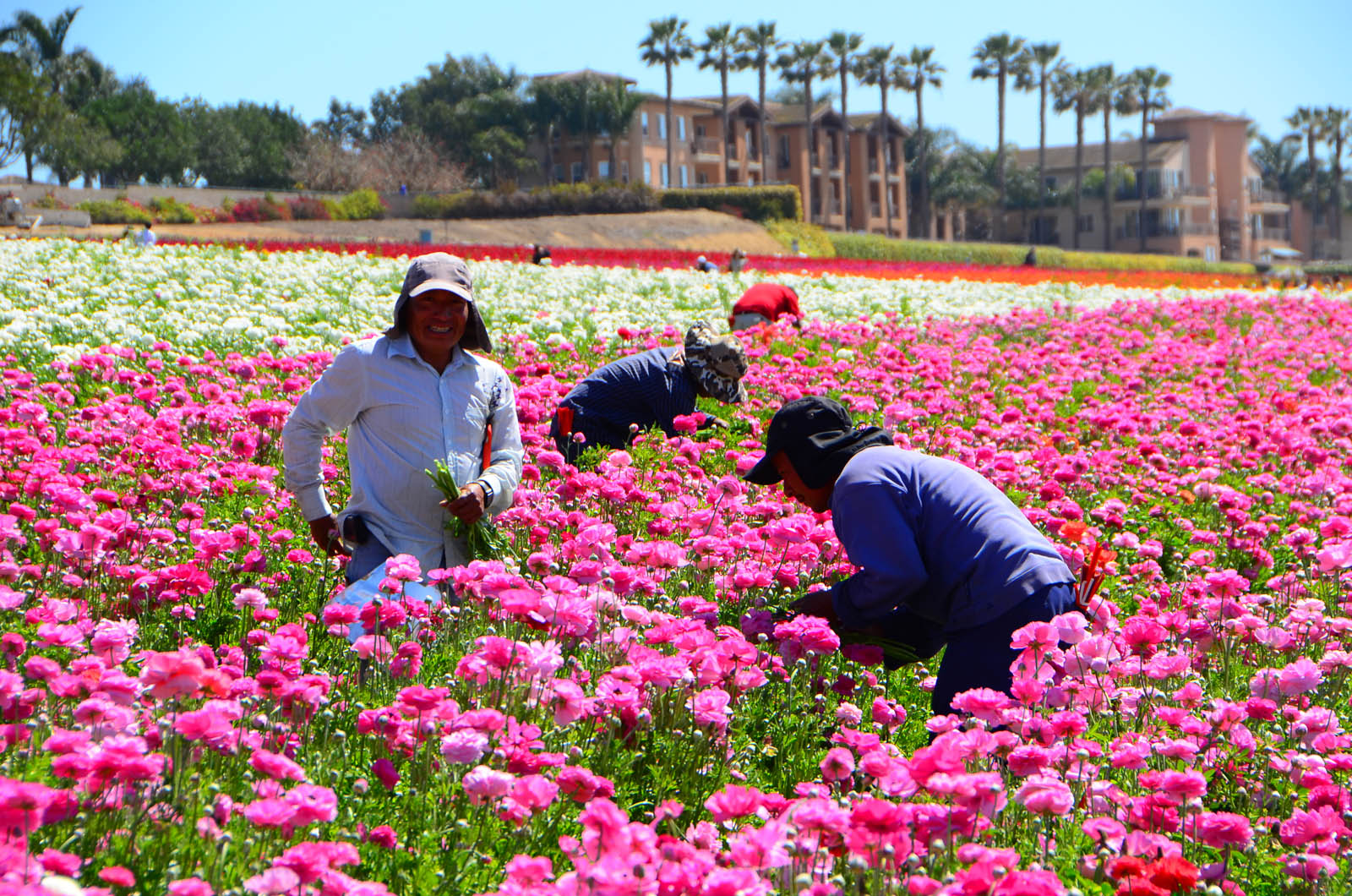闻名遐迩的卡尔斯堡花田Carlsbad Flower Fields每年的3到5月就会变成一片花海,图为花田工人在采摘鲜花。(李旭生/大纪元)