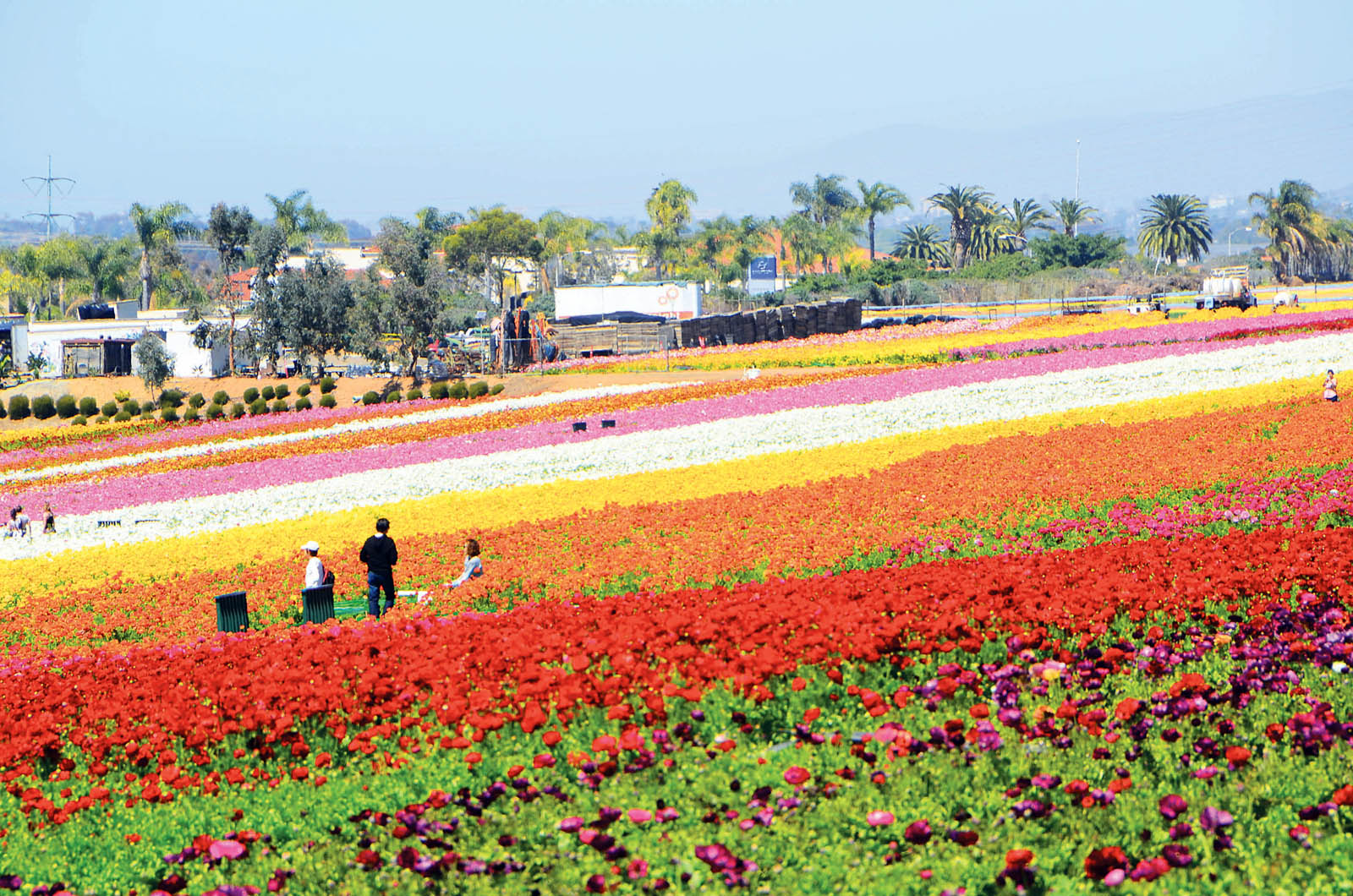 全美鲜花短缺？花农：有花没人采摘运输