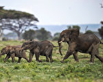 大象在散步。 ( TONY KARUMBA/Getty Images)