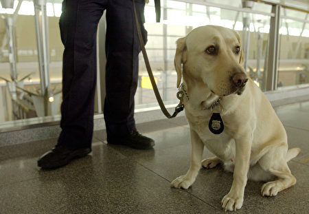 在紐約JFK執勤的警犬。 (Mark Mainz/Getty Images) 
