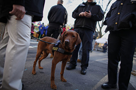 紐約市警察局的警犬，正在執行任務。(Kena Betancur/Getty Images)
