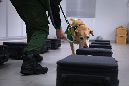 在香港機場嗅行李箱的警犬。(ISAAC LAWRENCE/AFP/Getty Images)