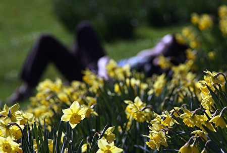 LONDON - MARCH 8: Daffodils bloom in St James's Park as the weather turns spring like on March 8 2007 in London, England. (Photo by Matt Cardy/Getty Images)