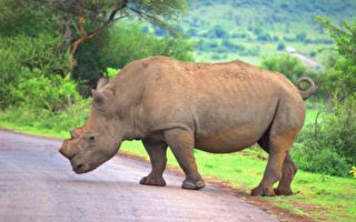 南非野犀牛主动接近摄影师 要求按摩肚子