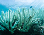研究警告，大堡礁若進一步受創，恐對觀光前景構成嚴重衝擊。圖為大堡礁珊瑚大規模白化。(Handout/BIOPIXEL/AFP)
