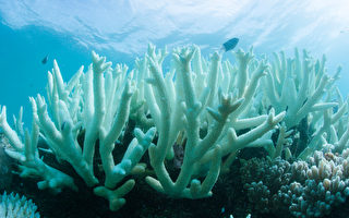 大堡礁白化 澳洲每年恐流失百万观光客