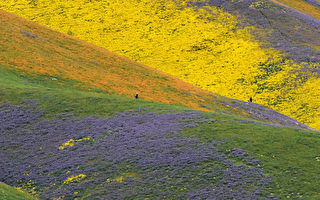 干旱解除 加州山谷现“超级开花”罕见美景