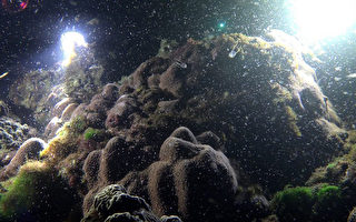 垦丁珊瑚礁生态保育周 18日登场