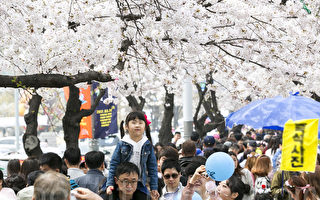 组图：首尔汝矣岛樱花节浪漫登场