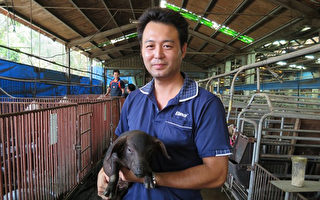 台灣禁止廚餘餵豬 黑豬產業轉型拚特色突圍