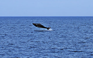 鲸喜连连  大翅鲸母子现踪台东海岸
