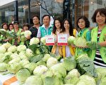高麗菜價崩未止血　　呂金豐4度挽袖救菜農