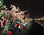 罗庄樱花步道墨染樱盛开 赏夜樱正是时候。（谢月琴／大纪元）