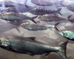 釣魚季週六開始 您準備好了嗎？