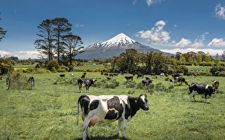 Mt Taranaki及当地奶牛场。（Beerpixs/Getty Images）