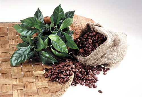 优质咖啡豆让咖啡香气更丰富，啡良品的推荐，必属良品。（啡良品提供）