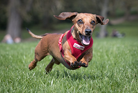 BATH, ENGLAND - APRIL 02: Scampi chases her ball as more than 100 dachshunds and their owners, members of the Sausage Dog Club Bath, gather in front of the historic Royal Crescent in Bath's Royal Victoria Park on April 2, 2017 in Bath, England. The walk was to celebrate the canine club's second anniversary, which started by dog lover Lauren Barnes, who runs a business called Hound Bound and now has over 250 members with numbers growing. (Photo by Matt Cardy/Getty Images)