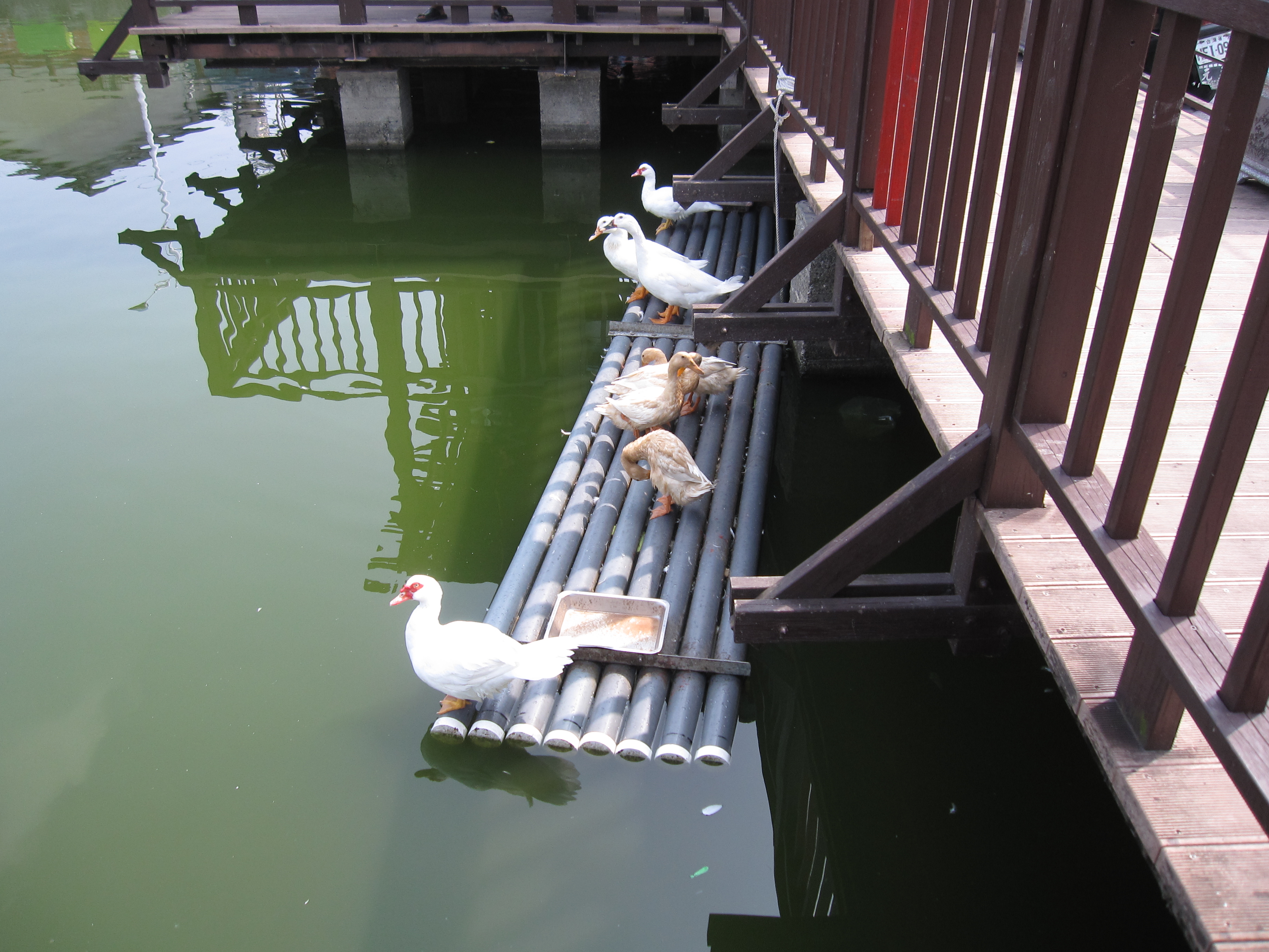 江厝大魚池已經是社區里民休閒聚會場所。(張庭卉/大紀元)