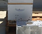 旧金山访谷区中学在教室屋顶安装了两个蜂箱，让学生观察蜜蜂，增强环保意识。（景雅兰／大纪元）