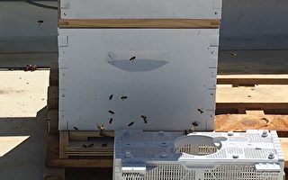 增強孩子環保意識 舊金山學校屋頂養蜜蜂
