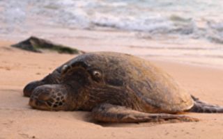 鱈魚角灣海龜增加 病龜也變多