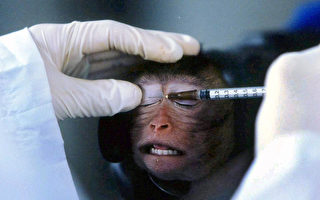 维州每年上百万动物死于科学试验