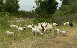 安纳罕市消防局“雇”来山羊吃容易引发野火的杂草。(刘宁／大纪元)