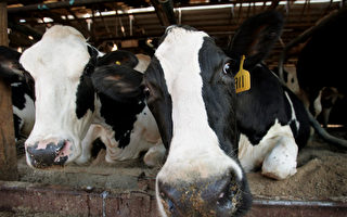 維州一牛棚遭縱火 奶農損失慘重