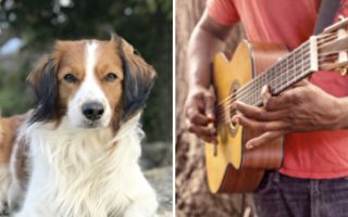 聪明狗狗听得懂吉他乐 跟着打节拍