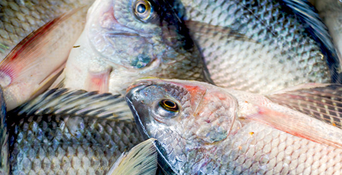 罗非鱼面临170%美关税 产地广东茂名陷困境