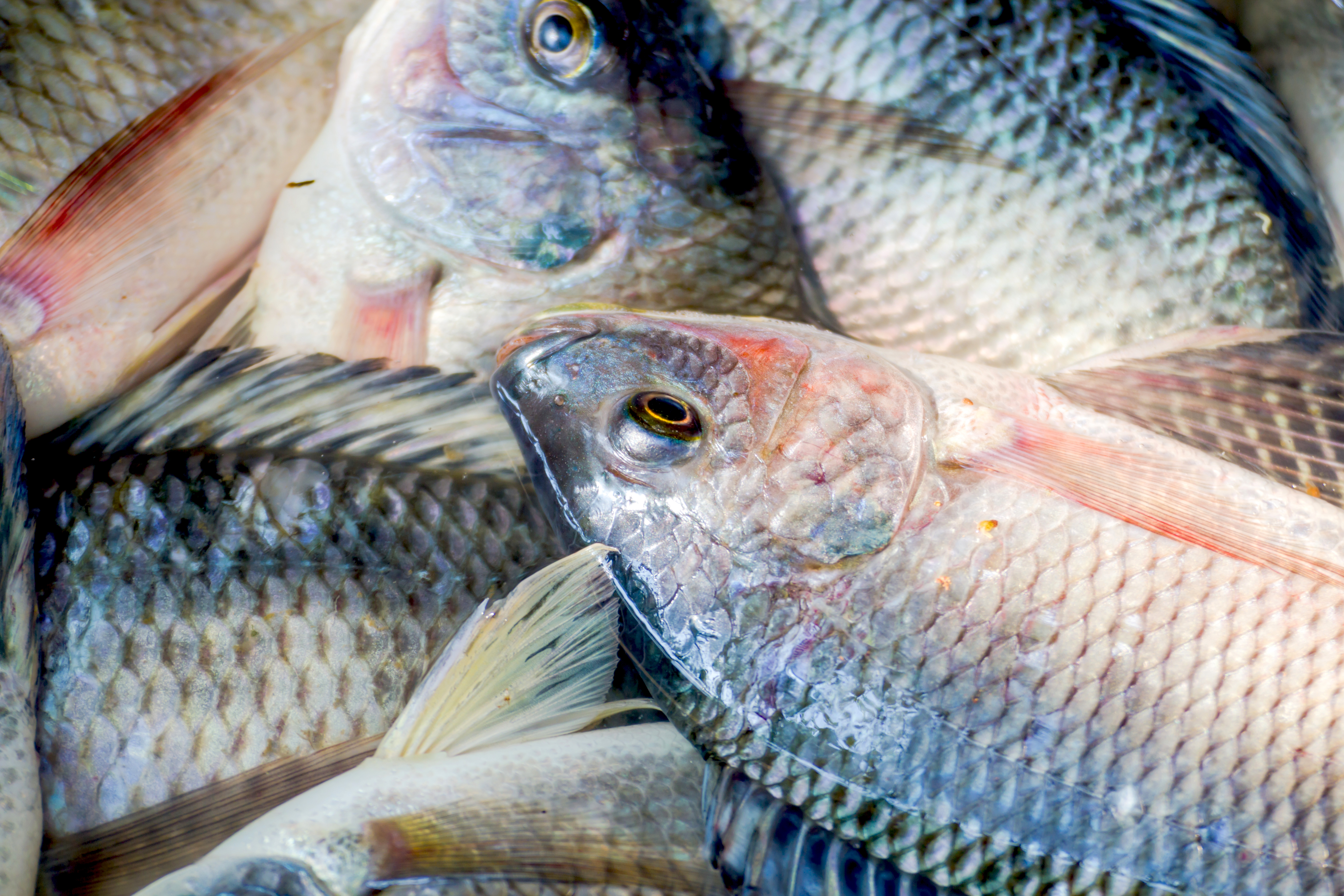 别吃这12种海鲜 为何不要吃 吃什么鱼好 吃鱼 好鱼 食品安全 大纪元