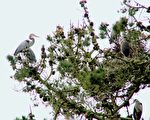 苍鹭筑巢孵幼子 旧金山金门公园再现观鸟潮