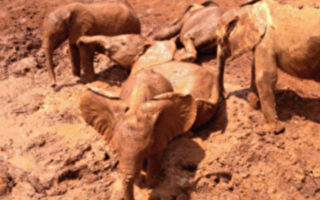 11头大象受困泥坑 柬埔寨居民合力救出
